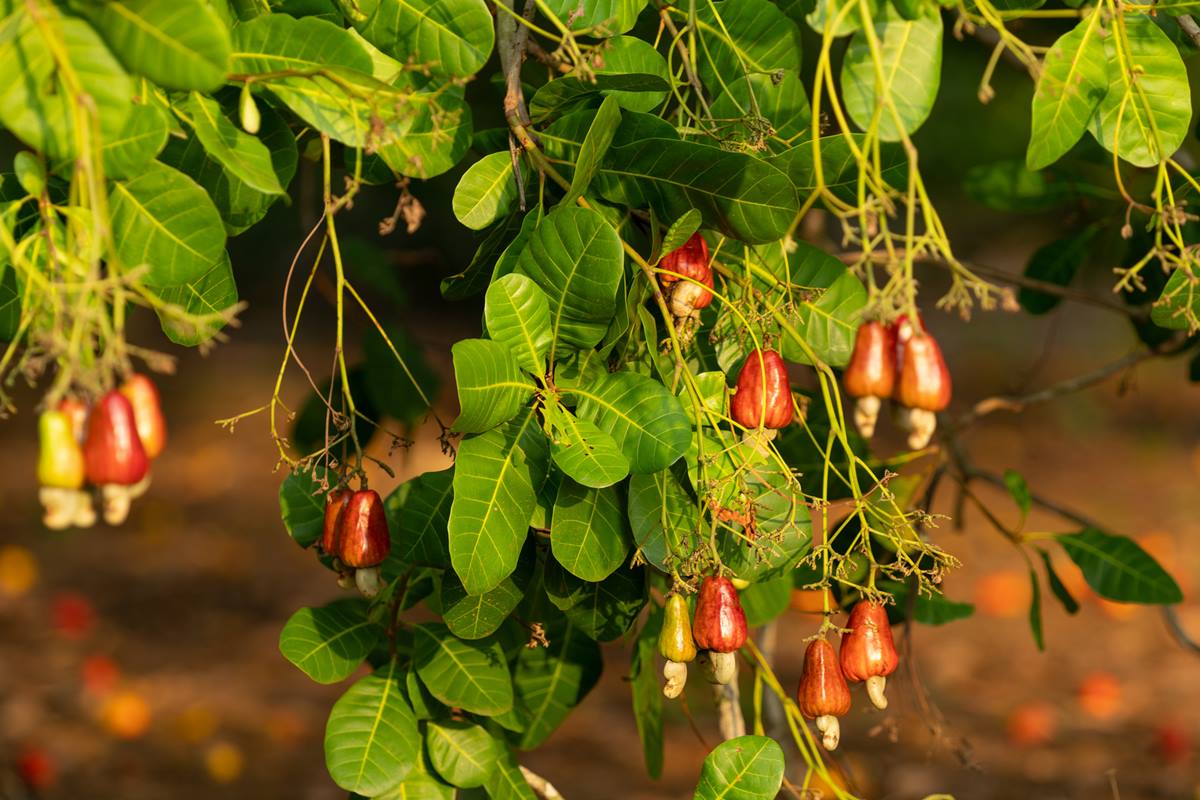 Fruta brasileira rica em magnésio ajuda a controlar o açúcar no sangue
