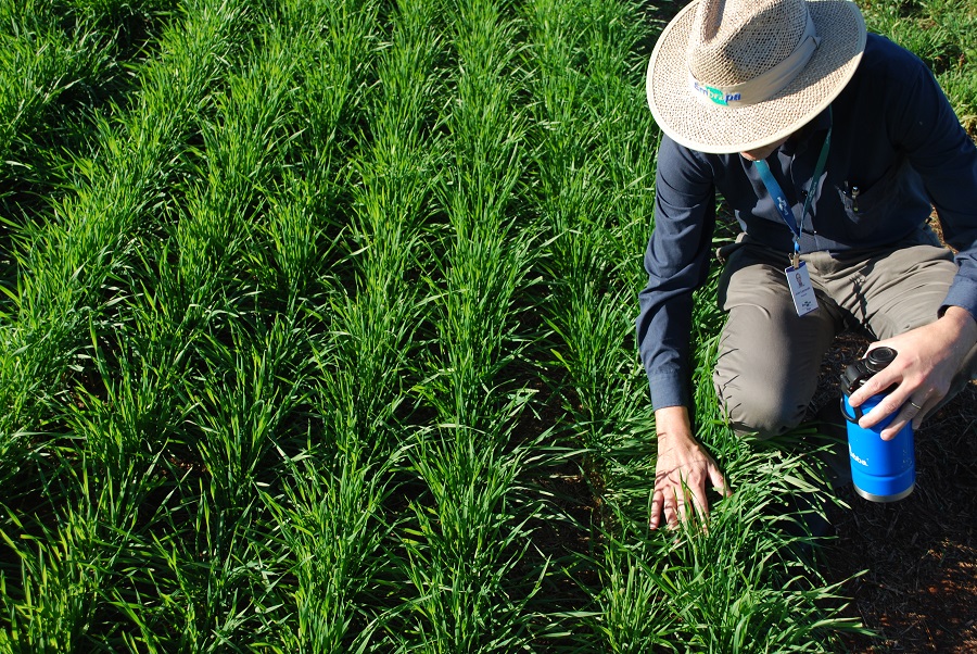 Criado biorreator de baixo custo para produção de bioinsumos por pequenos agricultores