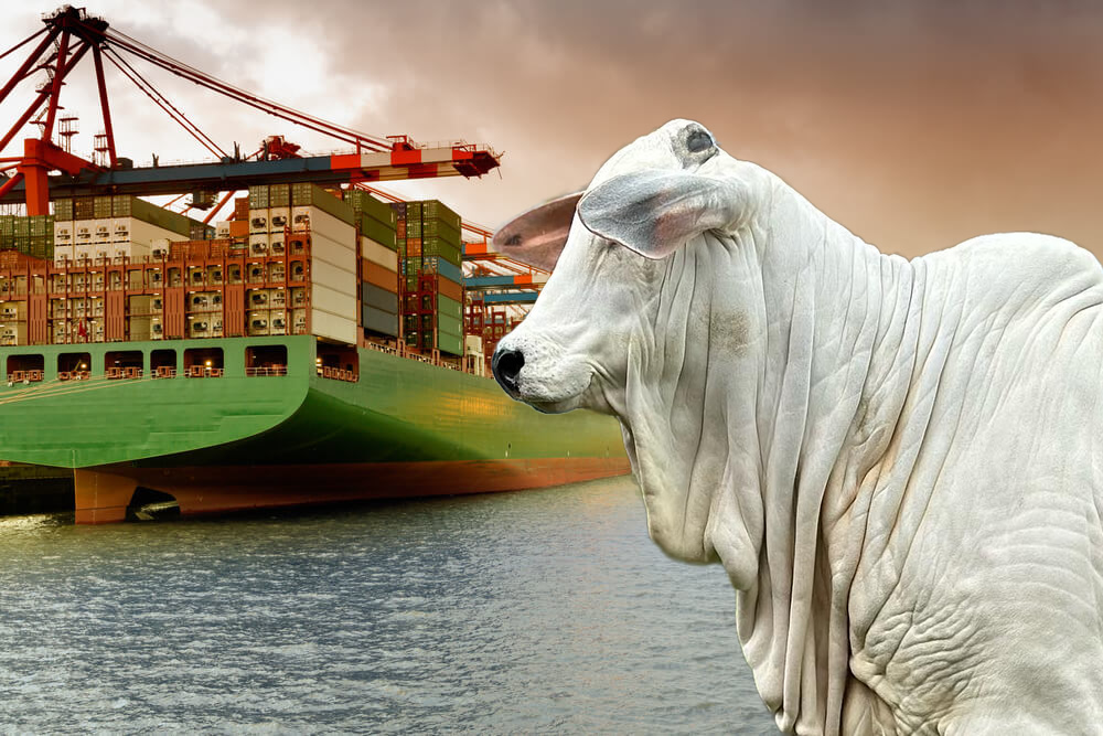 Exportações do agronegócio em maio recuam 1,4% ante maio/24, a US$ 14,87 bilhões