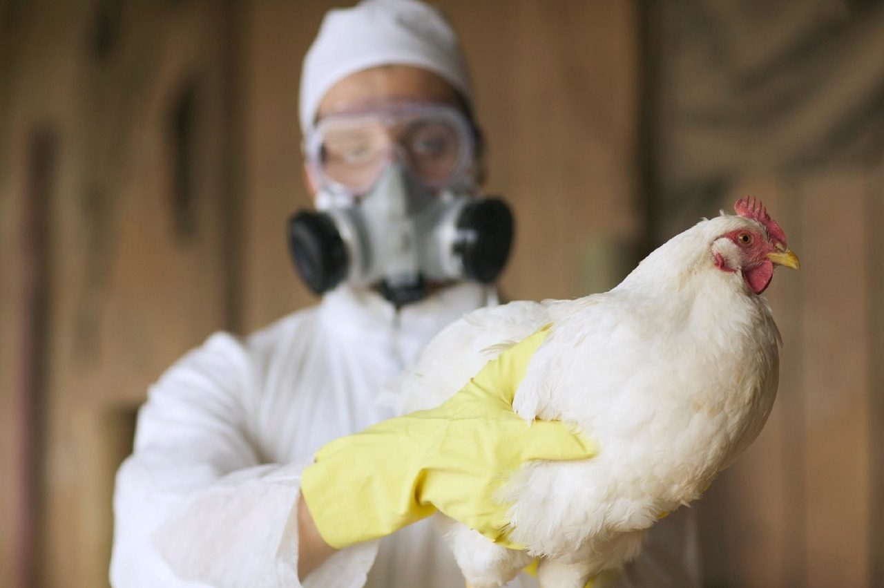 MT descarta duas suspeitas de gripe aviária em humanos