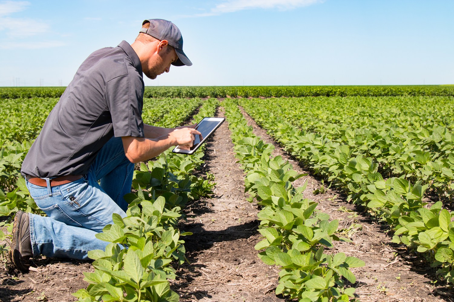 PWC: agricultura de precisão lidera investimentos em tecnologia no campo