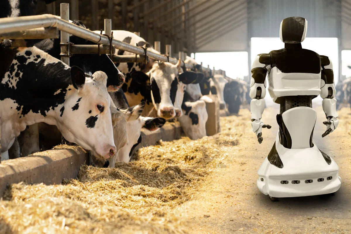 IA para vacas: como os robôs estão mudando a pecuária leiteira
