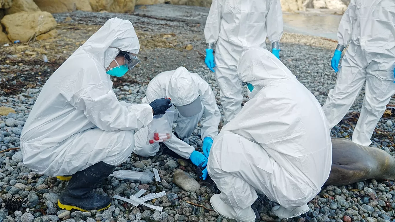 São Paulo registra primeiro caso de gripe aviária em ave silvestre
