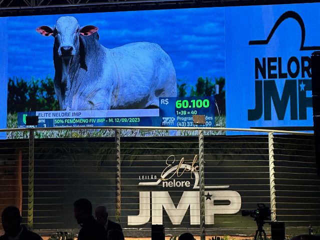 Recordista mundial da raça nelore, touro Fenômeno alcança valorização de R$ 4,8 milhões; vídeo