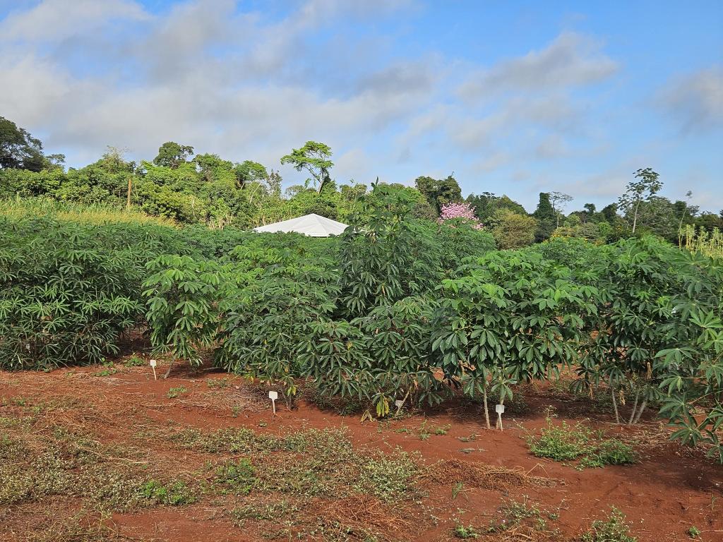 Distribuição de mudas e fomento às novas tecnologias impulsionam a agricultura familiar em MT - EMPAER - Site