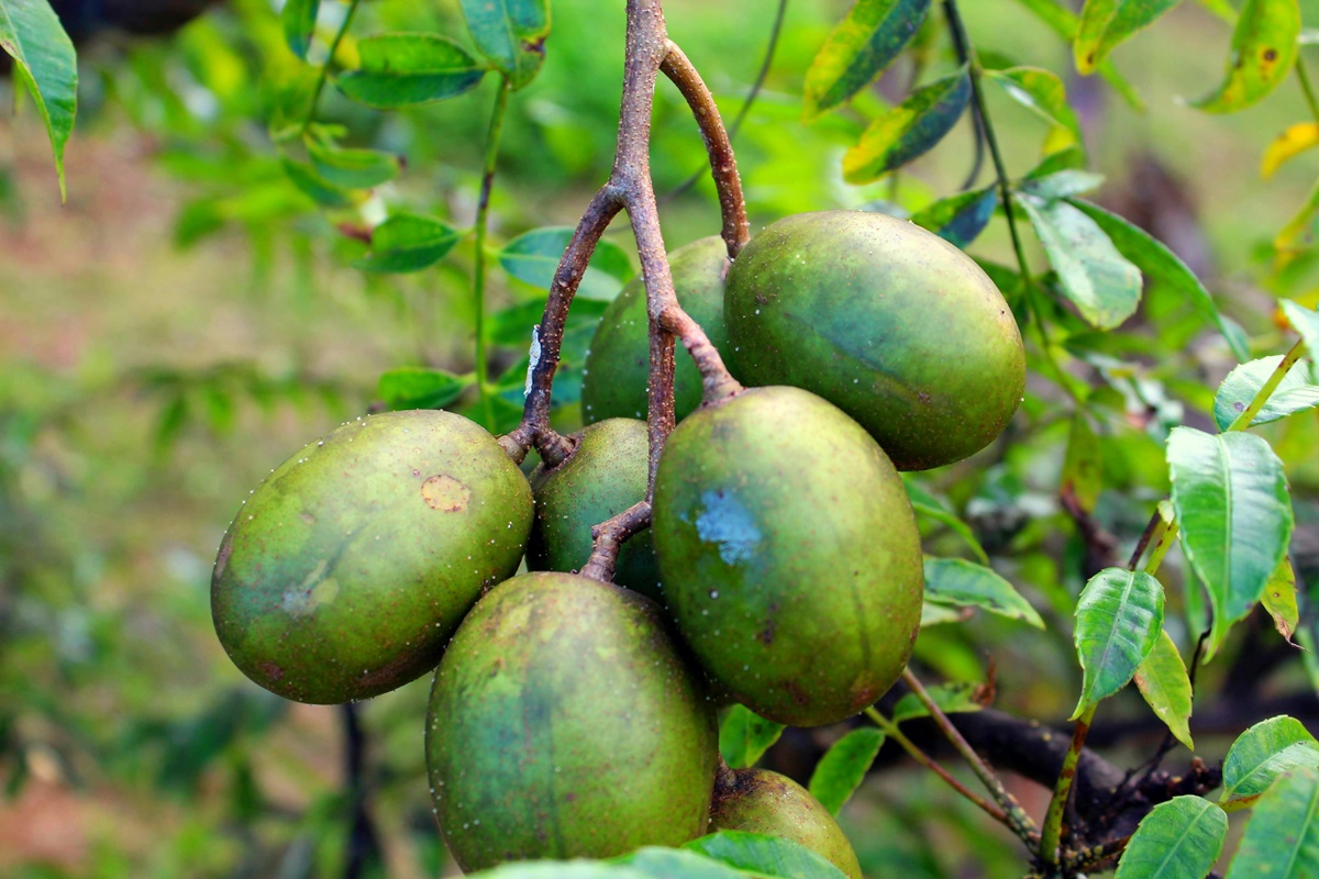 Fruta tropical rica em vitamina C combate inflamações do corpo