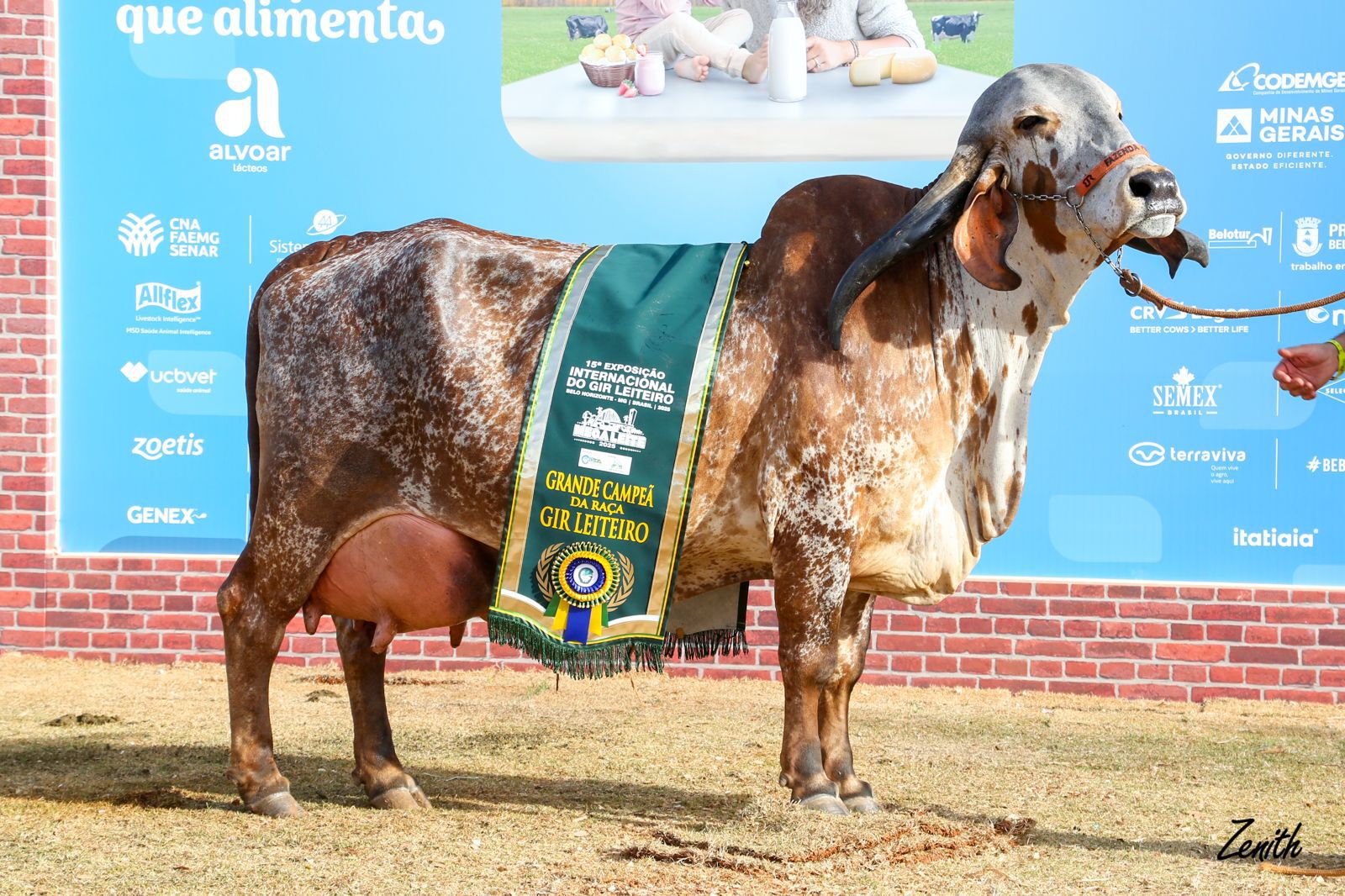 Vaca mais valorizada da raça GIr Leiteiro é, também, Grande Campeã da MegaLeite 2025 