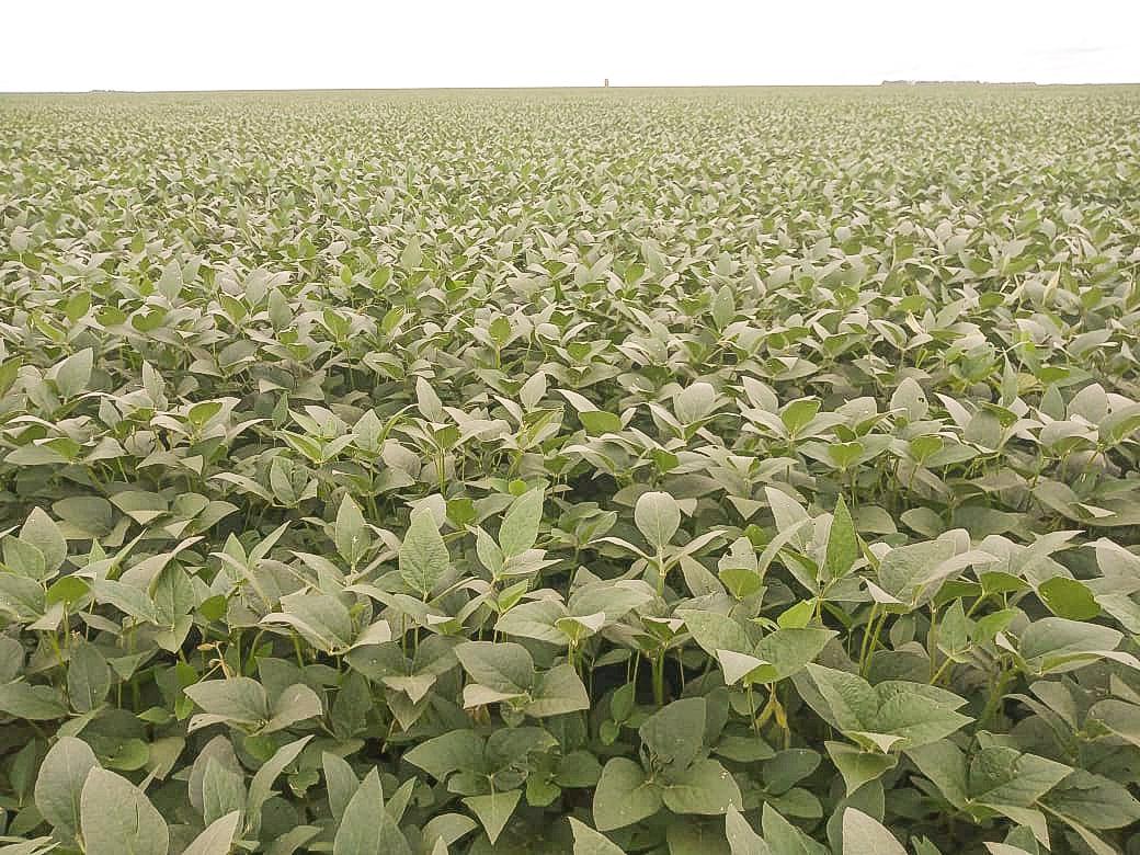 Aprosoja MT vê com preocupação cenário de endividamento no campo e defende medidas estruturantes