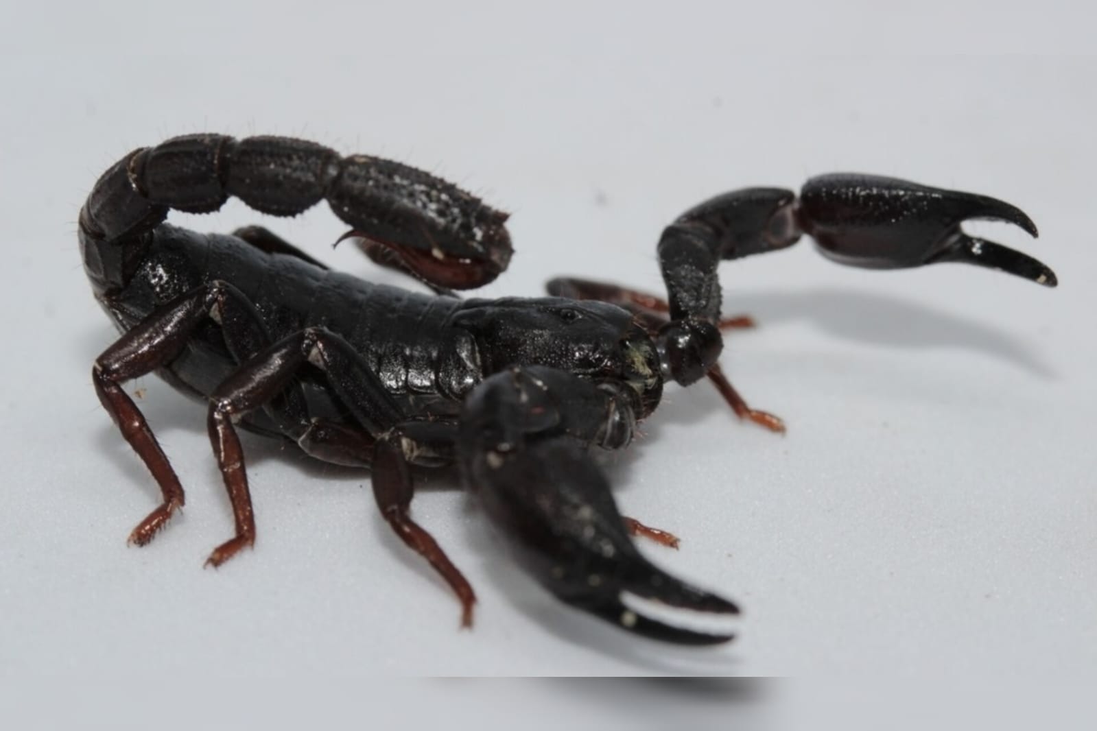Estudo: toxina de escorpião da Amazônia mata células do câncer de mama