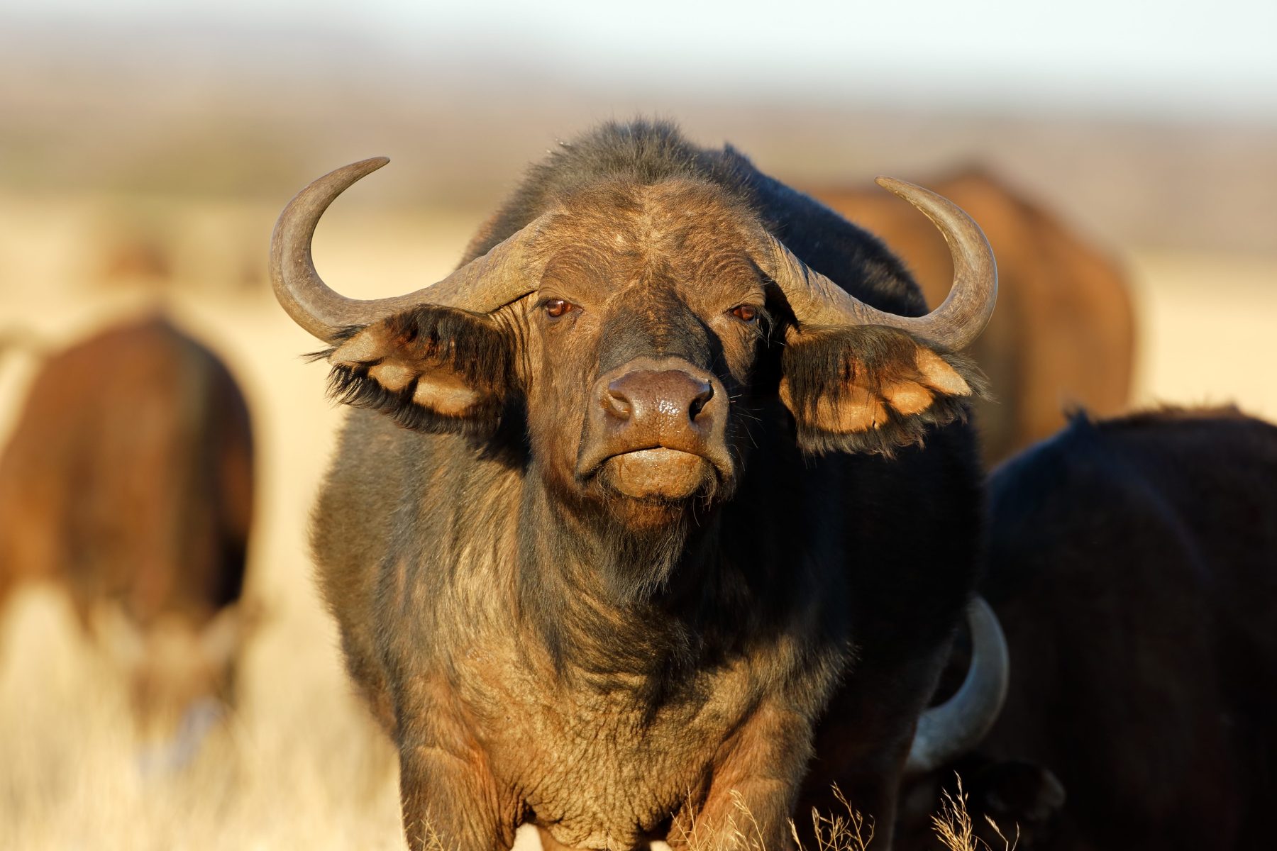 Pecuaristas estão usando búfalos como proteção contra ataques de onças ao gado