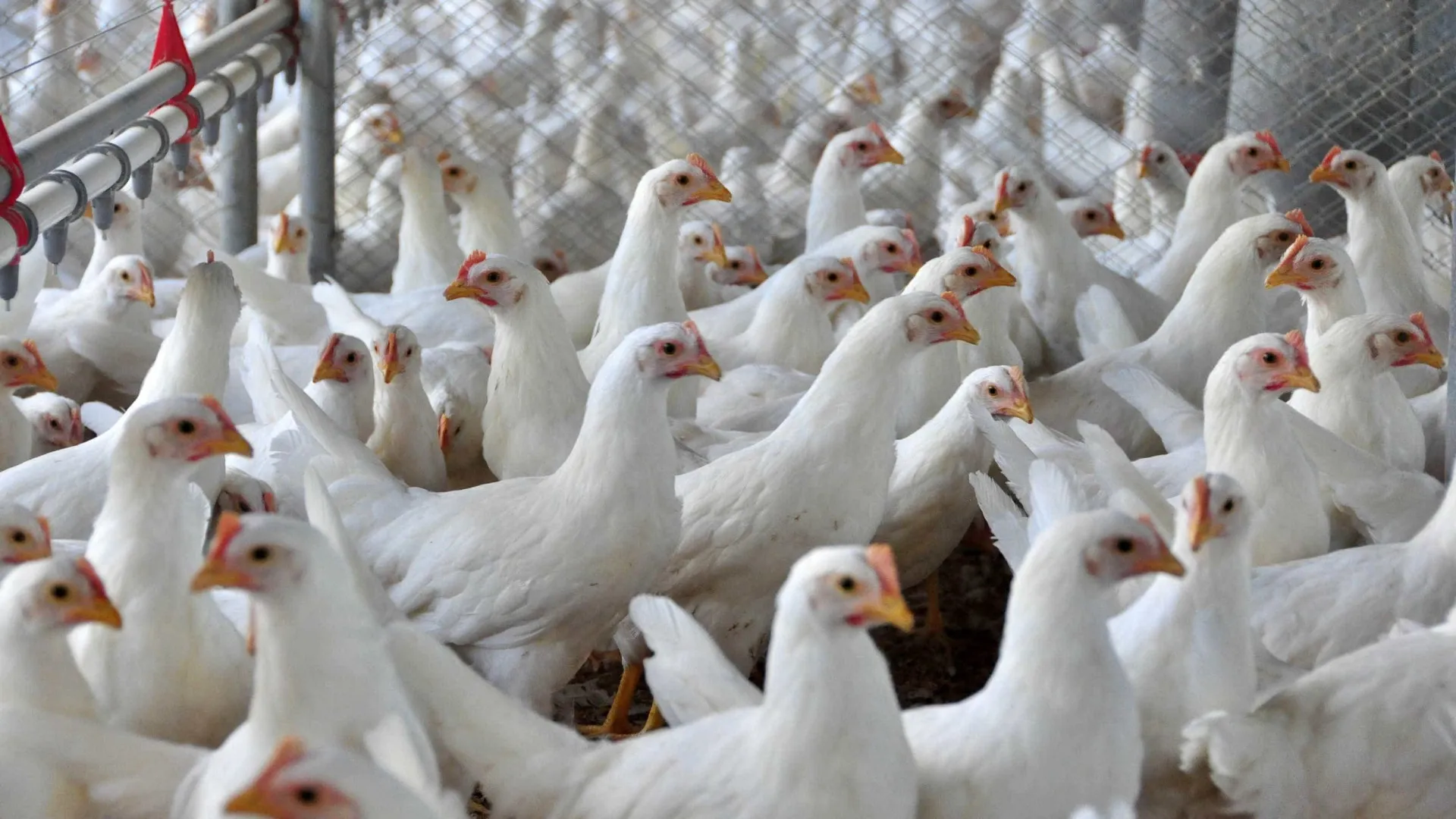 Brasil se declara país livre da gripe aviária