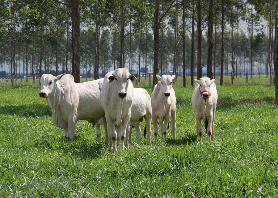 Com mais de 17 milhões de hectares em sistemas ILPF, Brasil aumenta competitividade no mercado global