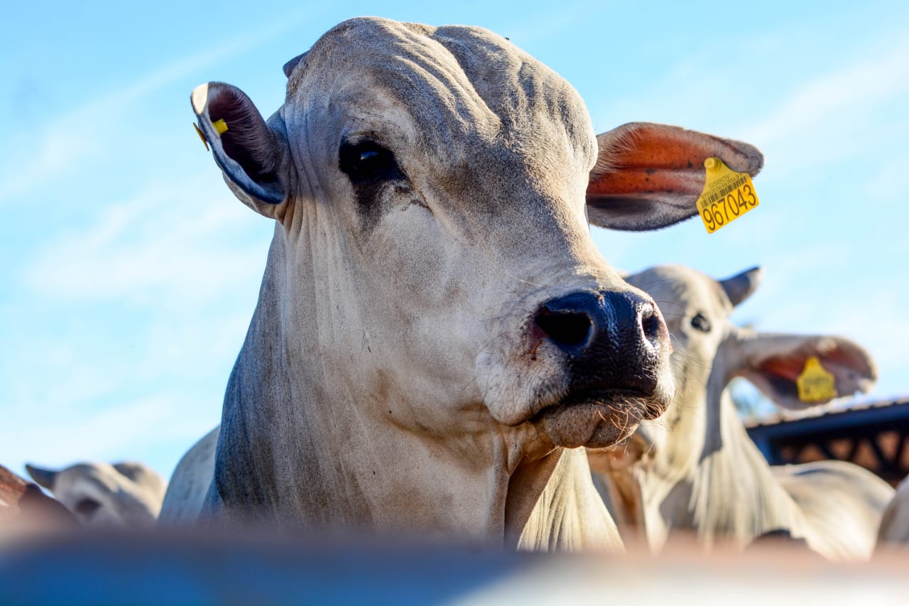 Abertura de mercado na União Econômica Euroasiática para exportação de fármacos de origem animal