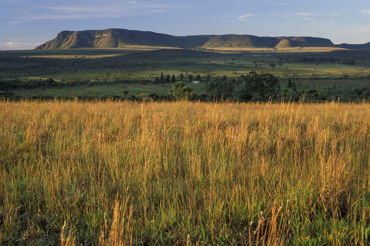 Acervo gratuito reúne sons originais do Cerrado brasileiro