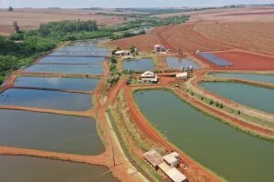 Brasil supera o mundo em produtividade e projeta liderança global na piscicultura até 2040