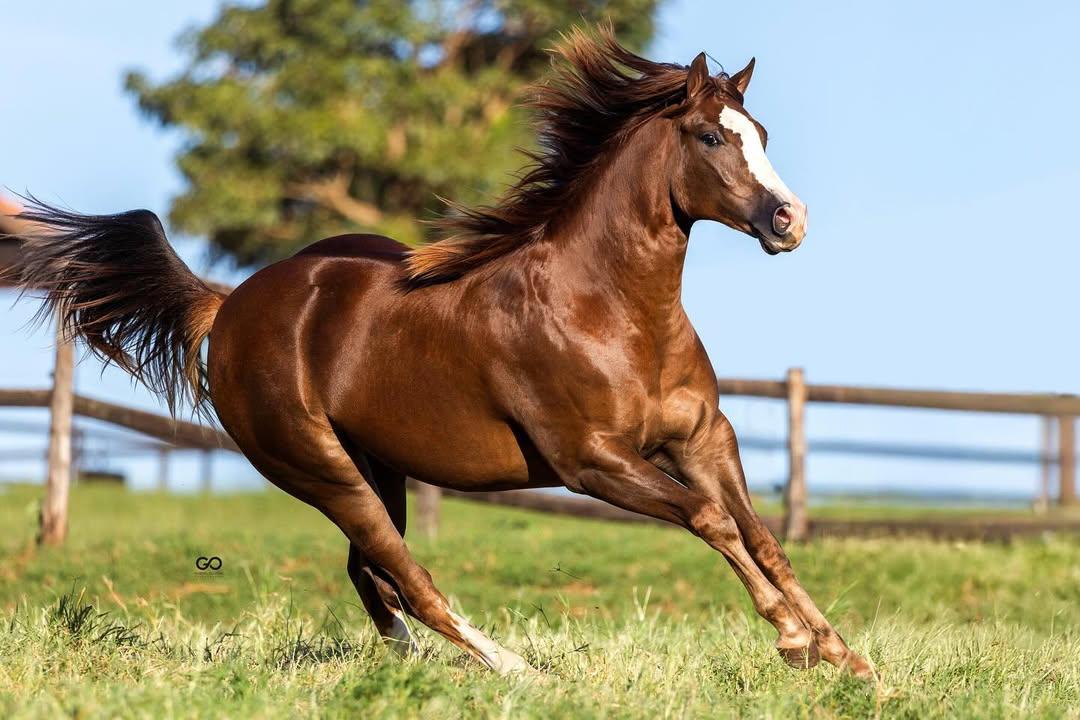 Haras Zopone bate recorde histórico de faturamento e consolida o maior leilão de Três Tambores do Brasil