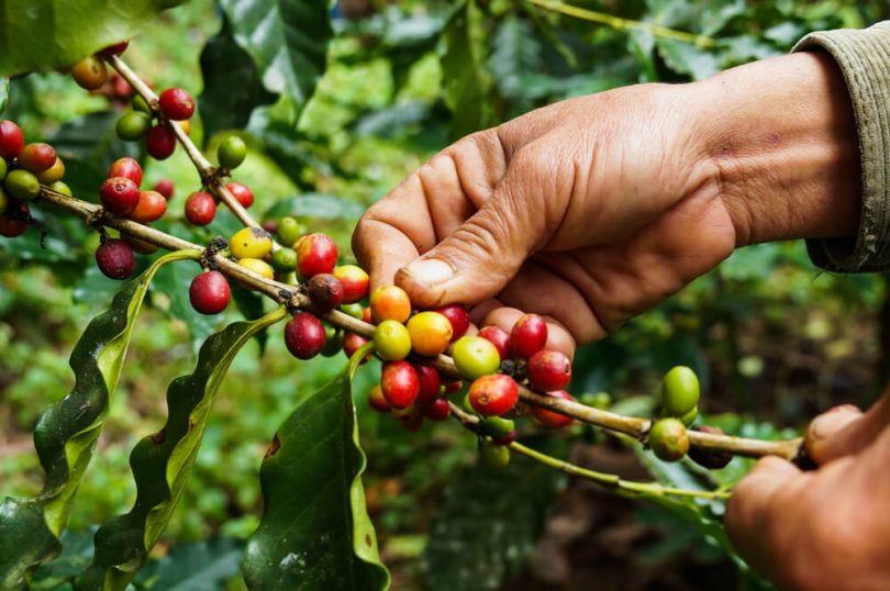 Colheita de café atinge 17,8% na área de atuação da Cooxupé