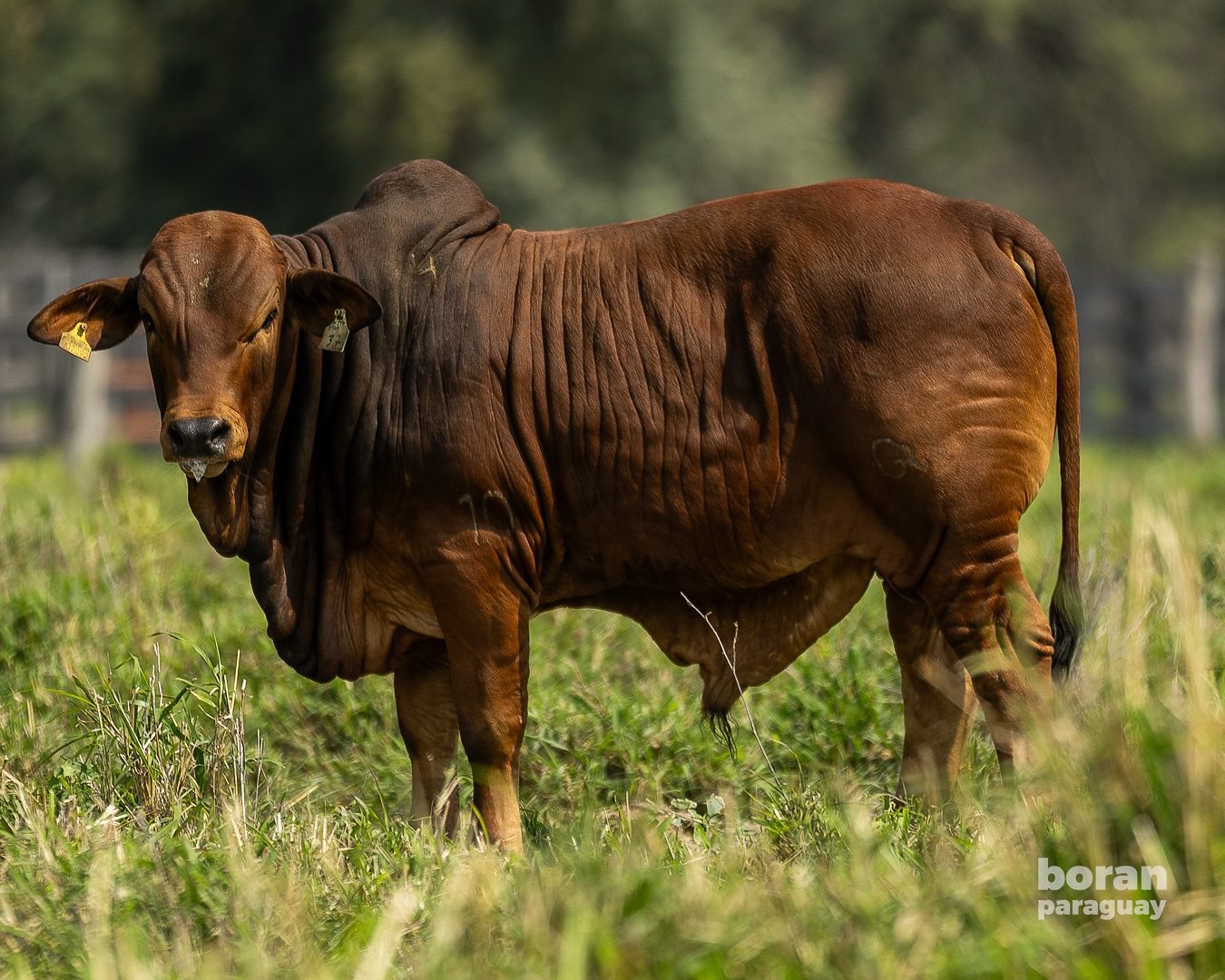 Conheça a raça Boran, o zebu africano que desafia o Nelore e pode impulsionar a pecuária