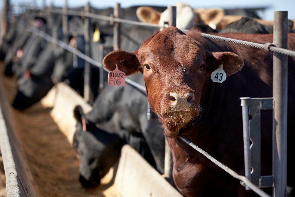 Pecuária dos EUA adota carcaças de 680 kg como novo padrão e gera alerta global