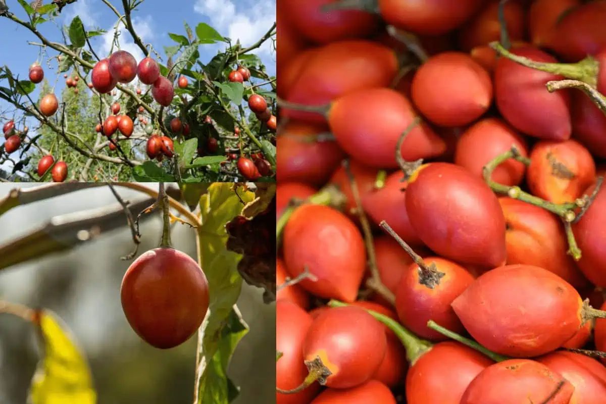 Tomate nasce em árvore? Conheça essa planta exótica