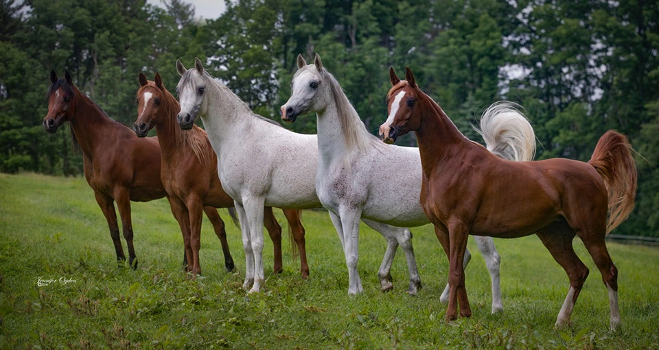 Conheça as linhagens dos Cavalos Árabes que moldaram a raça mais influente do mundo