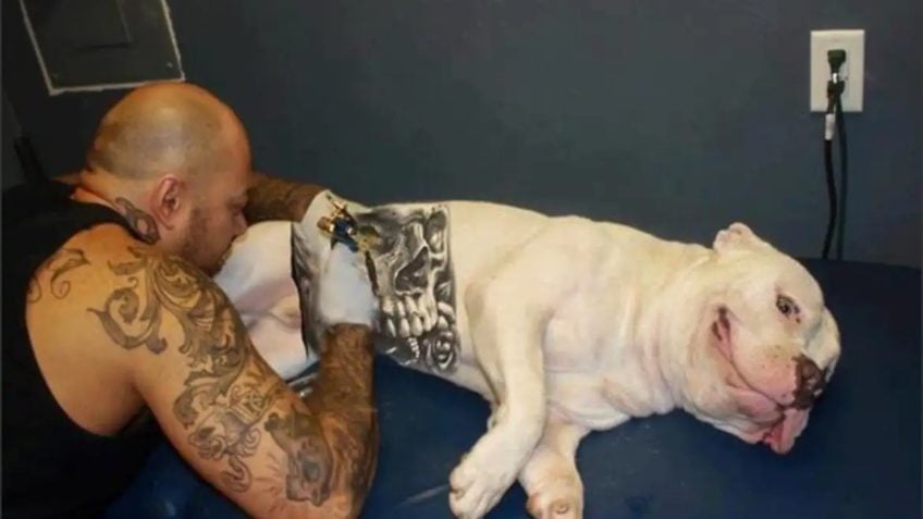 Governo sanciona lei que proíbe tatuagens e piercings em animais
