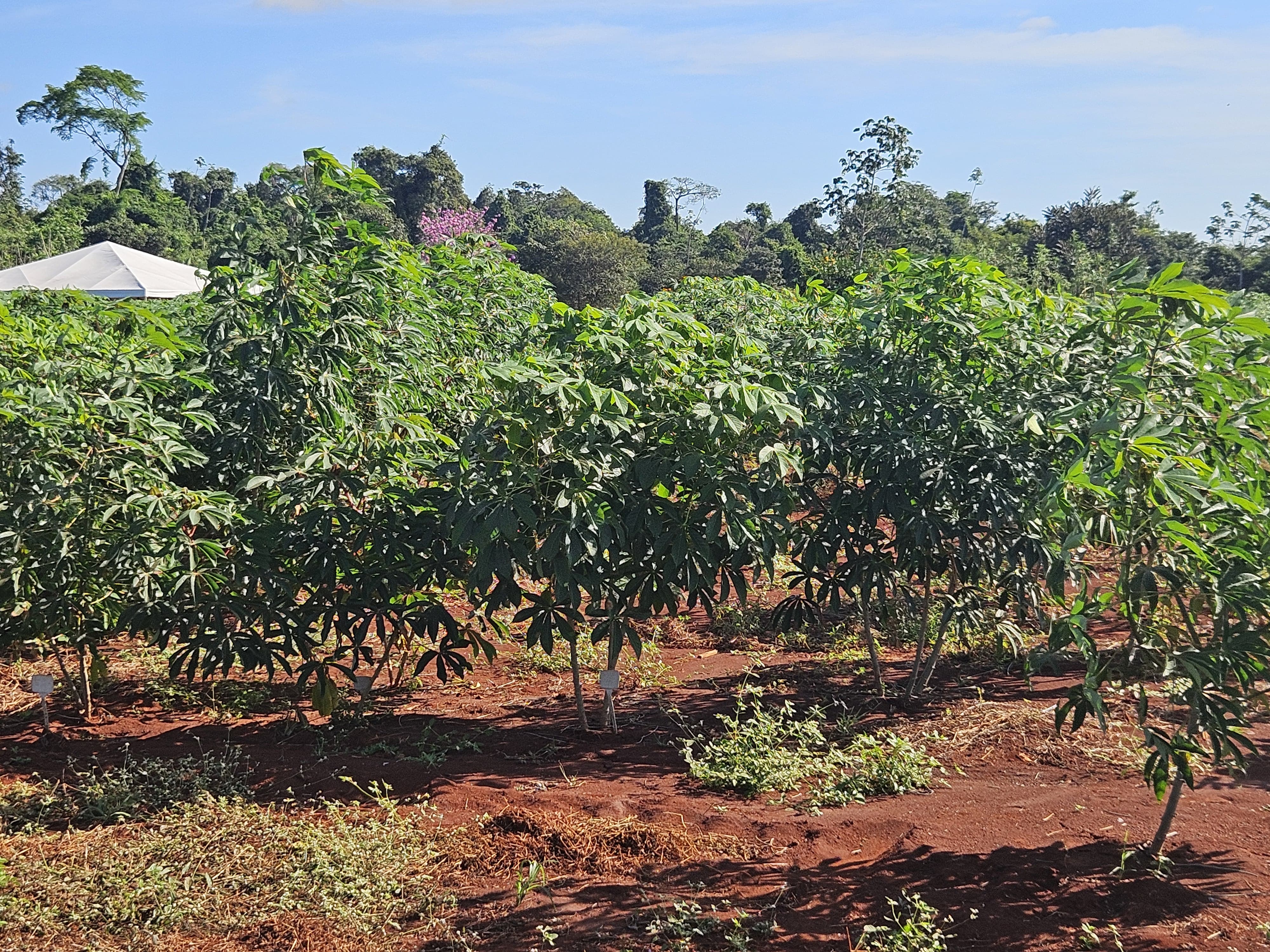 Governo de MT investe em pesquisa com mandioca para fortalecer a agricultura familiar - EMPAER - Site