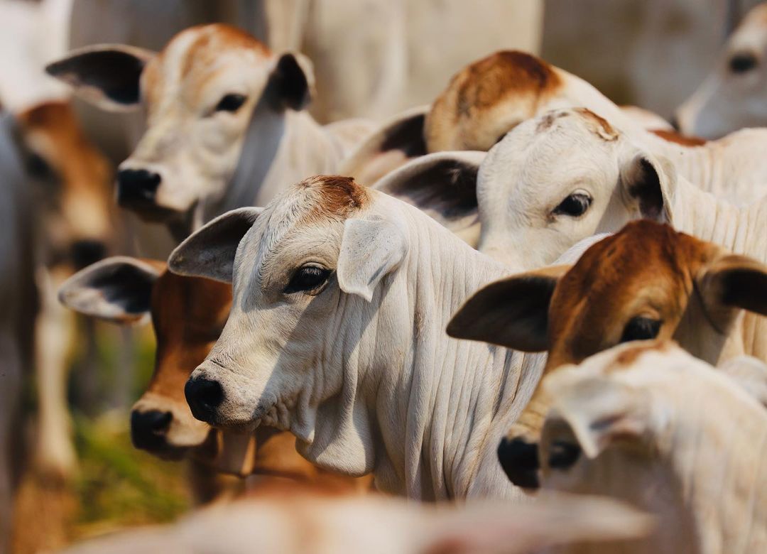 Bezerro de 2027 é debatido na Feicorte e especialistas apontam rumo para o pecuarista