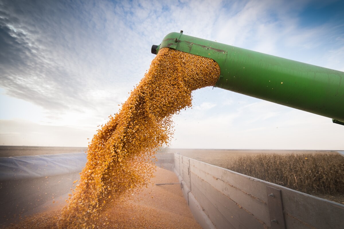 Agrural: Colheita da safrinha de milho avançada, mas umidade ainda segura ritmo