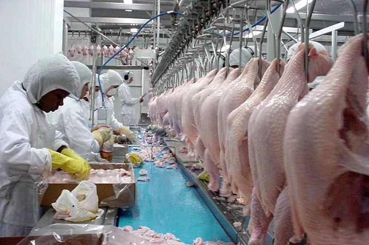 ABPA espera normalização total da exportação de carne de frango em julho