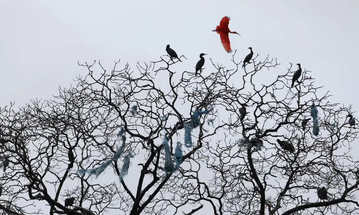 Mais de 500 espécies de aves estarão em risco de extinção em 100 anos