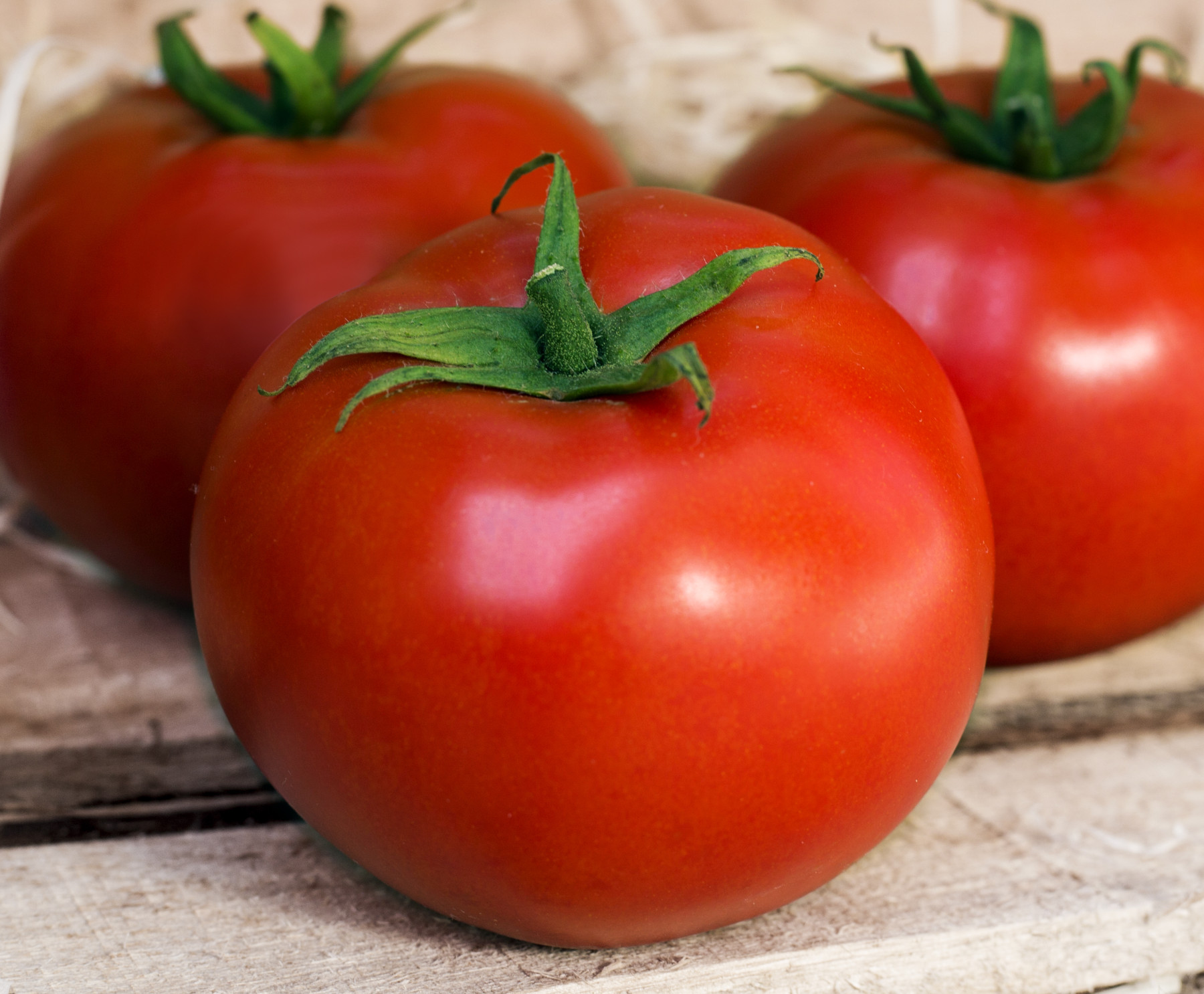 Produtividade do tomate aumenta mais de 10% com biotecnologias inovadoras