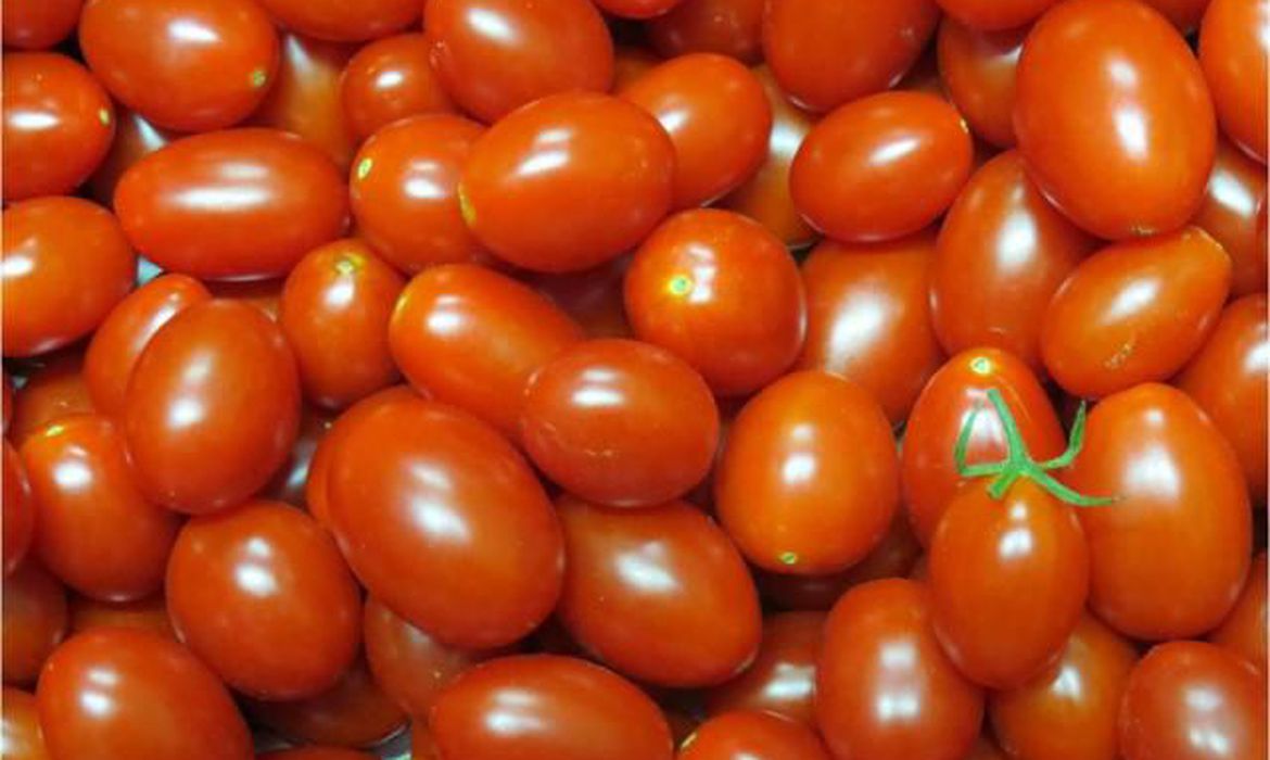 Tomate registra queda de preço pelo 2º mês consecutivo em maio, aponta Prohort