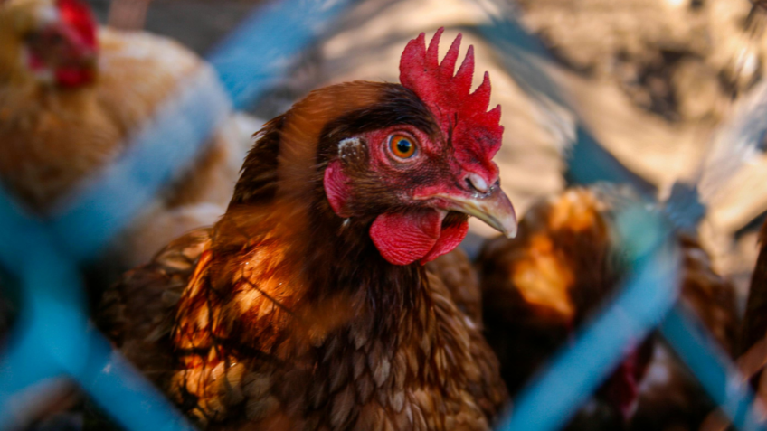 Brasil retoma exportação de frango para o Japão e outros 16 países
