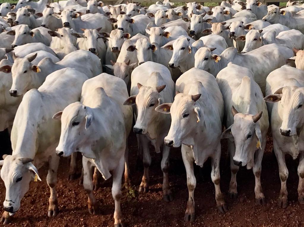Indea: envio de bovinos de MT para abate em outros Estados cai 59% até maio