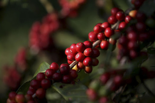 Com queda de mais de 15% no mês, café arábica volta a operar abaixo de R$ 2 mil