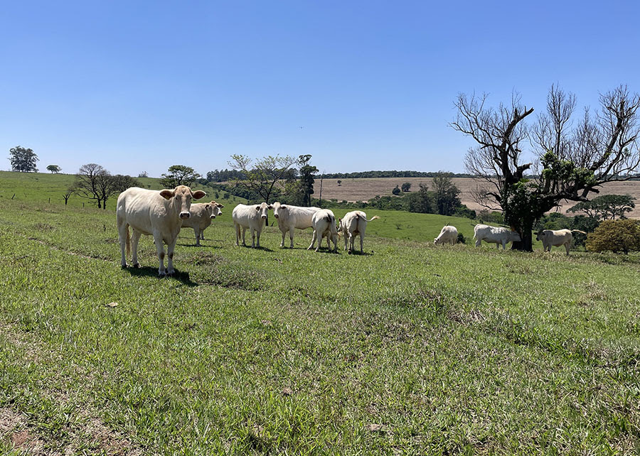 Estudo revela caminhos para aumentar a produtividade da pecuária sem abrir novas áreas