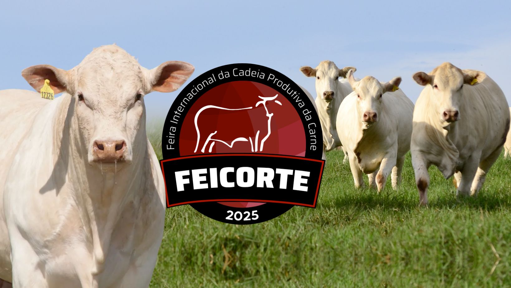 Raça Canchim atrai atenção de criadores internacionais durante a Feicorte 2025