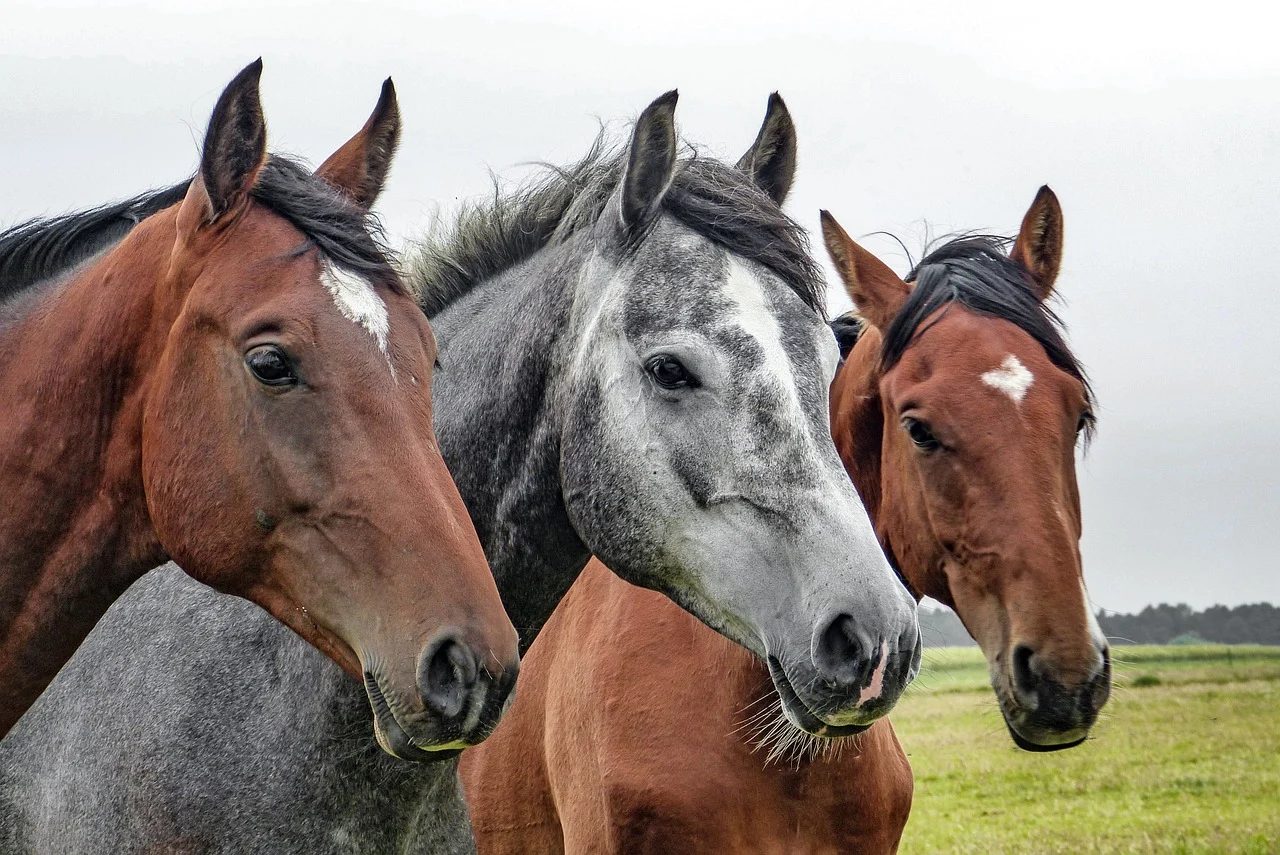 11 cavalos morrem após paralisia em haras no RS; UFRGS apura causa