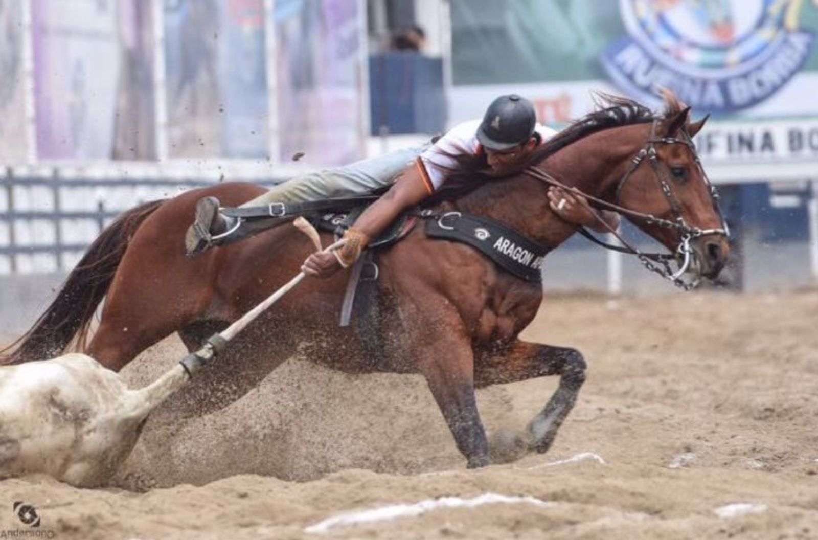 Morre Aragon Apollo, o “Cavalo do Século” da vaquejada brasileira