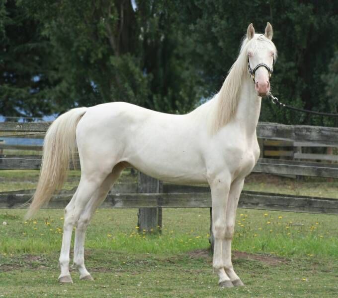 Conheça o raro Cavalo Branco Camarillo, com pelagem inigualável ele corre risco