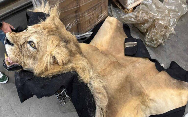 Ibama apreende partes de girafa e de leão no Aeroporto de Guarulhos (SP)