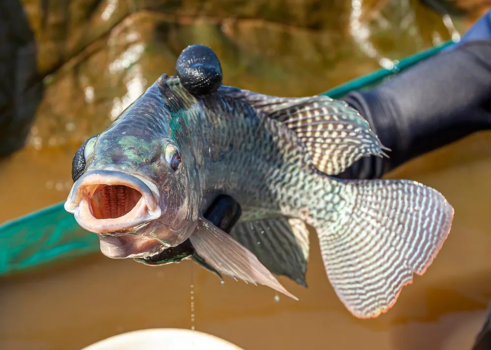 Tanque de Guerra? Como os conflitos no Oriente impactam o lucro do seu tanque de peixes