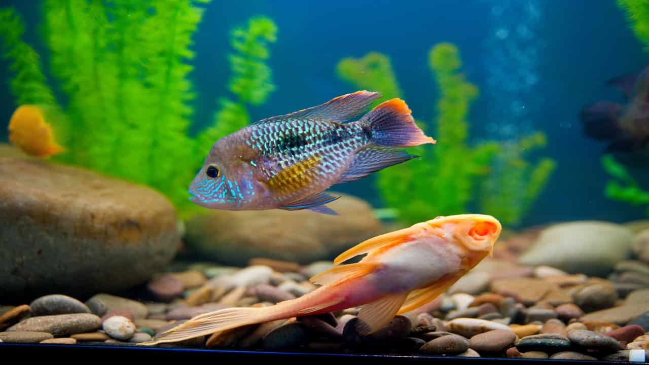 Abertura de mercado no Uruguai para exportação de peixes ornamentais