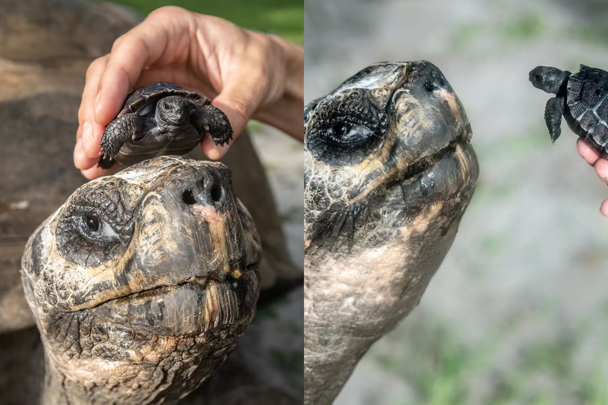 Tartaruga de 135 anos é pai pela 1ª vez e pode bater recorde