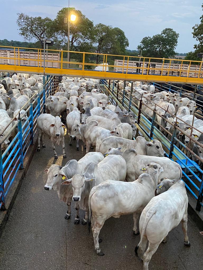 Circuito Nelore de Qualidade 2025 e PMGZ Carne fazem parceria para fortalecer genética Nelore PO e sua contribuição para produção de carne com eficiência e qualidade