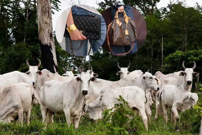 Chanel e Louis Vuitton são acusadas de usar couro ilegal da Amazônia, aponta relatório