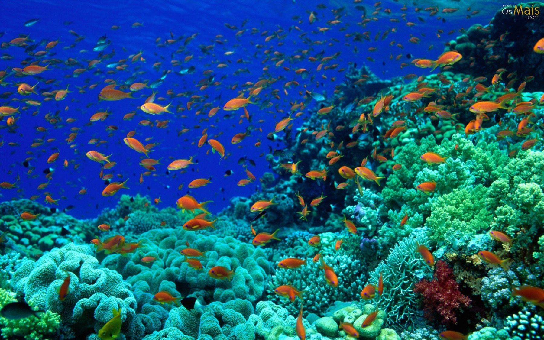 Fazendas no fundo do mar? Descubra como funcionam essas propriedades