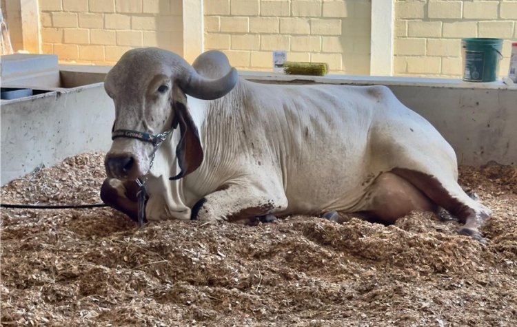 Vaca brasileira da raça Gir Leiteiro bate recorde mundial de produção de leite; Vídeo