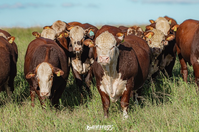 Golpe milionário com ‘vaca virtual’ abala um dos maiores produtores de gado do mundo